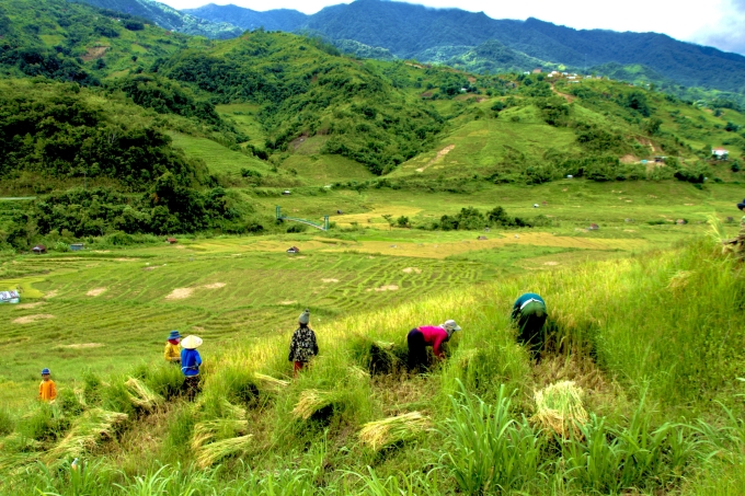 Sắc màu ruộng bậc thang bên triền núi Ngọc Linh, Quảng Ngãi. Ảnh: Thảo Vy