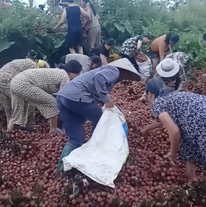 Hình ảnh người dân cầm bao ra nhặt vải chất đống ven đường thuộc xã Dân Hòa, Thanh Oai, Hà Nội sáng 6/7 được chia sẻ trên mạng xã hội. Ảnh: Đ.T.H
