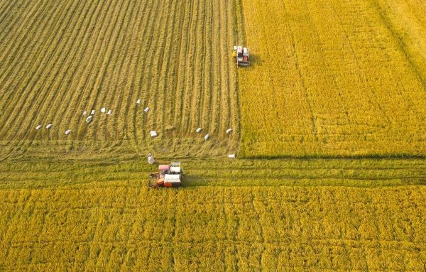 Kỹ thuật ngập khô xen kẽ: Tăng năng suất lúa, giảm phát thải