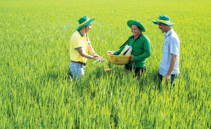 Nhân viên công ty chia sẻ các phương pháp canh tác cùng người nông dân. Ảnh:  PVCFC