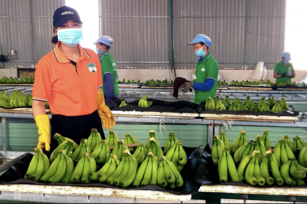 Xuất khẩu chuối, chanh leo: Kỳ vọng đạt doanh thu tỷ đô