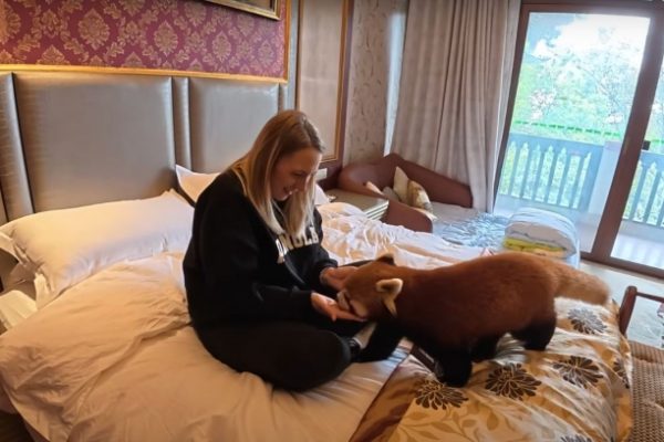 Khách sạn Trung Quốc dùng gấu trúc đỏ đánh thức khách gây tranh cãi