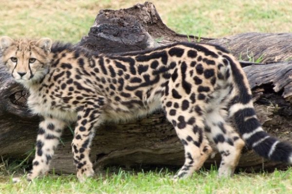 Báo Săn Vua: Nguồn Gốc Bí Ẩn Của Loài Cực Hiếm
