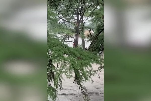 Sống sót kỳ diệu: Cô gái thoát lũ 32km nhờ bám cây
