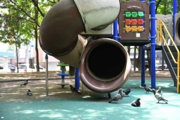 Hàn Quốc đau đầu đối phó bồ câu: Giải pháp và hệ lụy
