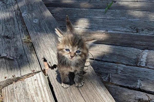 Tìm mèo ẩn: Bạn có thấy con mèo thứ hai không?