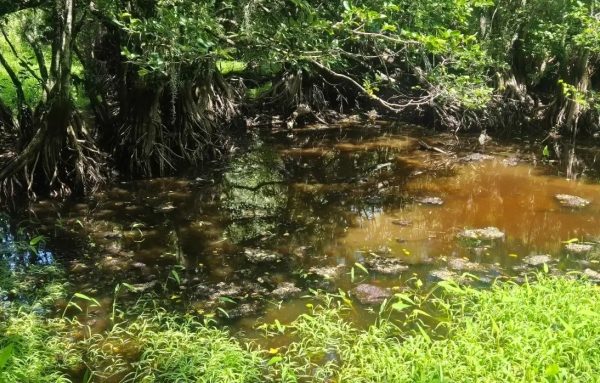 Điểm nóng: Cá sấu rình mồi nguy hiểm ở đầm lầy nào?