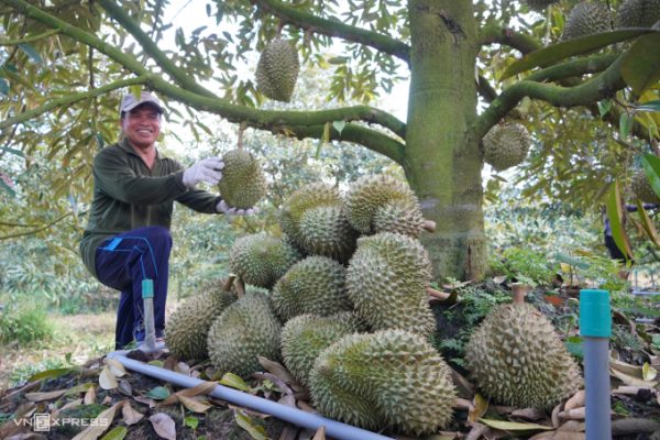 Phục hồi xuất khẩu rau quả: Cơ hội cho nhà vườn