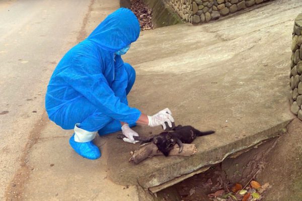 Đà Nẵng: Chó dại tấn công khiến 5 người bị thương