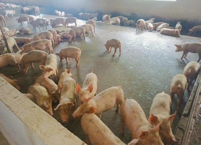 Chủ động phòng bệnh sẽ giúp ổn định sức khỏe của đàn heo, tăng năng suất và chất lượng thịt. Ảnh: Boehringer Ingelheim