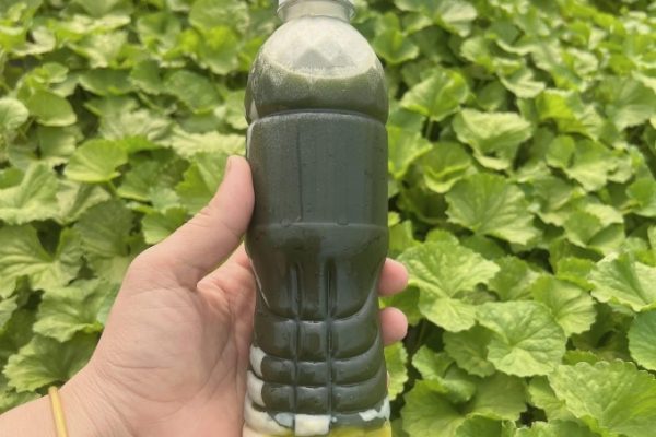 5 Loại rau tốt cho chức năng gan, tăng cường sức khỏe