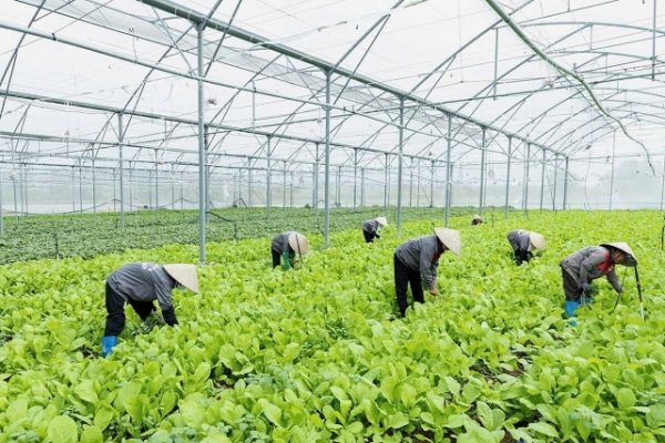 Hương Việt Sinh: Bữa ăn an toàn cho trường học Việt