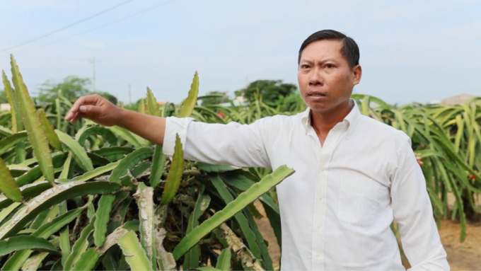 Ông Nguyễn Hải Đăng nông dân vườn thanh long tỉnh Tây Ninh. Ảnh: Phân bón Cà Mau