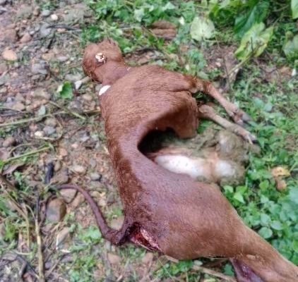 Điện Biên: Sói rừng tấn công, 50 gia súc thiệt hại
