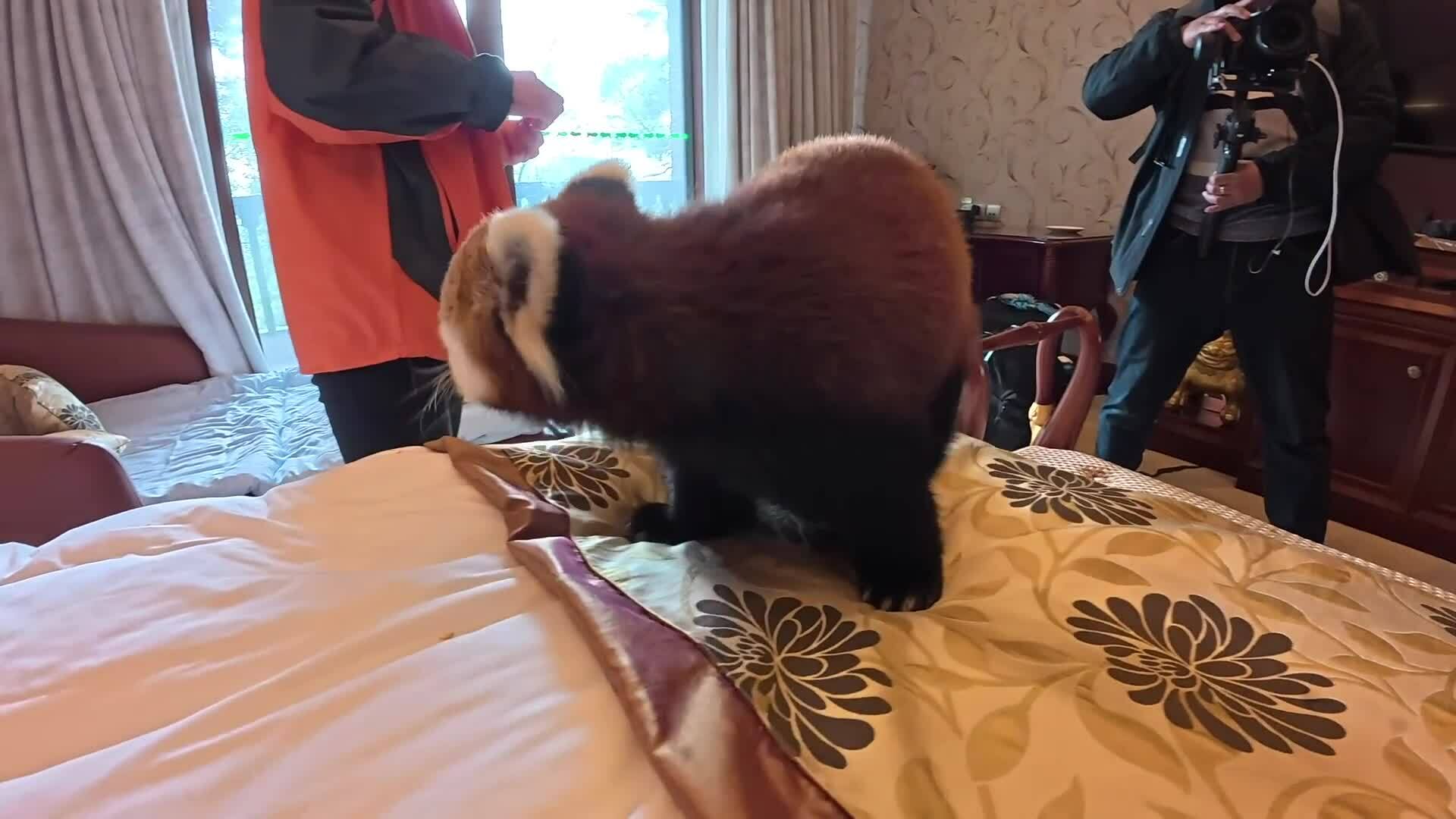 Khách sạn Trung Quốc gây tranh cãi vì dùng gấu trúc đỏ đánh thức khách