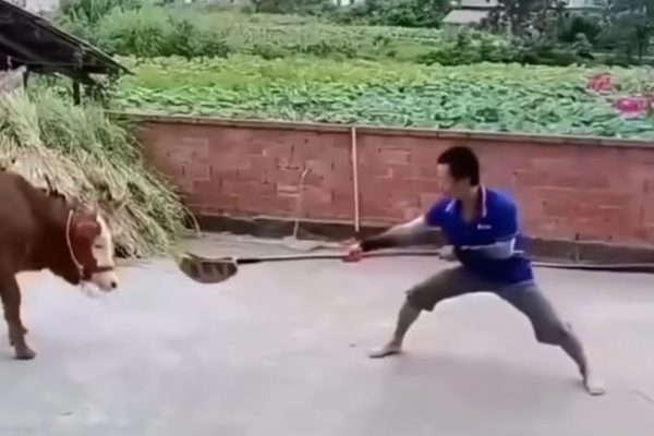 Thanh niên múa võ trước bò và cái kết ‘phản dame’ trời giáng