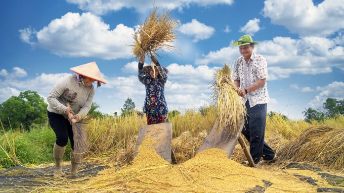Ông Việt cùng nông dân thu hoạch lúa mùa. Ảnh: Nhân vật cung cấp