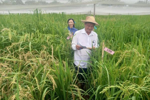 Kỹ sư bảo tồn: 40 giống lúa mùa quý hiếm Việt Nam
