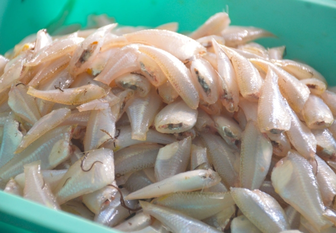 Cá sơn được thu mua, làm sạch trước khi làm mắm. Ảnh: Chúc Ly