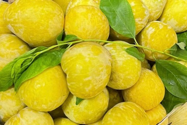 Mận vàng hoàng đế Trung Quốc: Giá nửa triệu đồng/kg