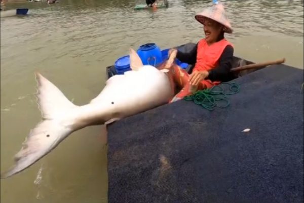 Ngư dân vật lộn bắt cá tra khủng 73 kg