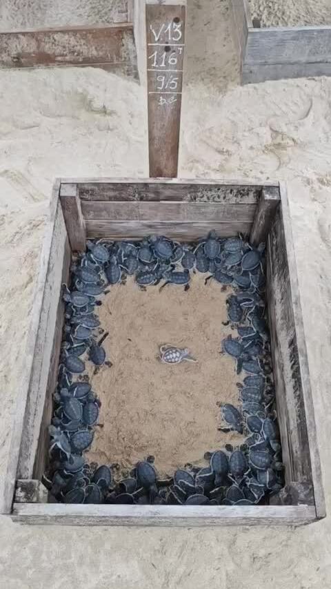 Rùa biển bạch tạng chào đời ở Côn Đảo 