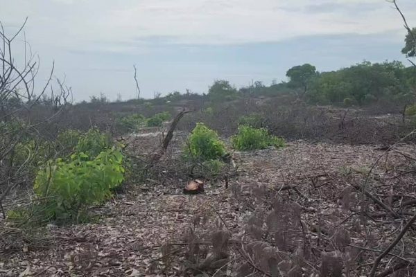 Huế: Hơn 2,5 ha rừng phòng hộ ven biển bị chặt hạ trái phép