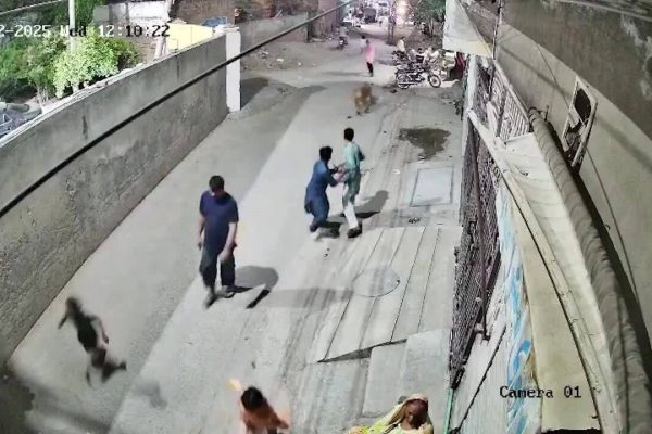 Sư tử trèo tường tấn công dân: Tin tức nóng hổi!