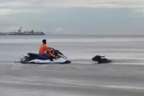 Giải cứu đàn trâu: Cứu hộ trâu trôi dạt trên biển Cửa Lò