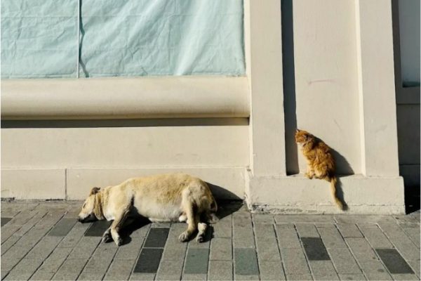Chú chó ngủ gật: Điểm du lịch độc đáo ở Thổ Nhĩ Kỳ