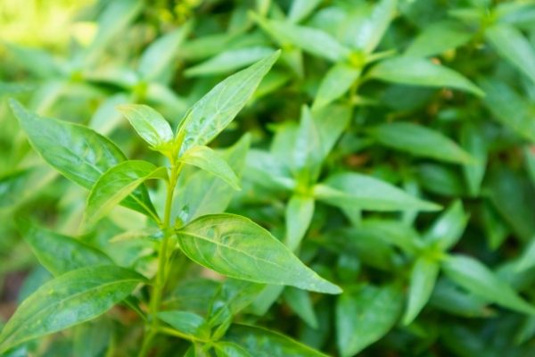 Xuyên tâm liên trị sốt xuất huyết: Sự thật và lời khuyên