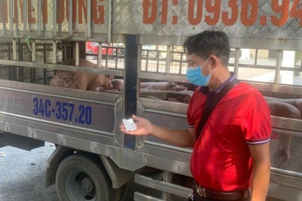 Dịch tả lợn châu Phi: Bệnh lan rộng ra 20 tỉnh