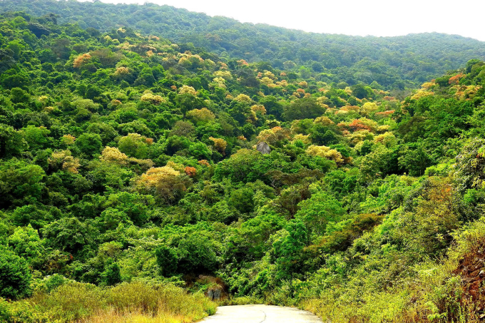 Rừng Sơn Trà - lá phổi xanh của Đà Nẵng là điểm đến yêu thích của dân chạy trail. Ảnh: Lê Phước Chín