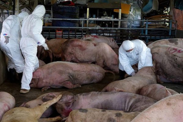 72 Heo bệnh đem bán làm lạp xưởng: Nguy cơ lây lan dịch bệnh