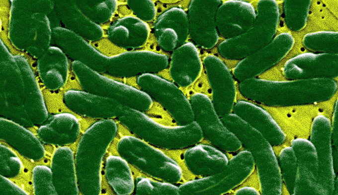 Hình ảnh hiển vi của vi khuẩn Vibrio. Ảnh: Sub