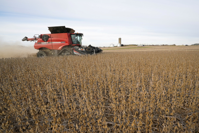 Thu hoạch đậu nành ở Roachdale, Indiana, Mỹ ngày 8/11/2019. Ảnh: Reuters