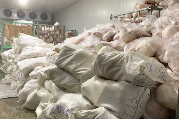 Tiêu hủy khẩn cấp: Hơn 100 tấn heo sữa bốc mùi