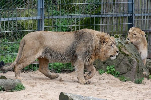 Sở thú gây tranh cãi vì dùng thú cưng làm mồi cho sư tử