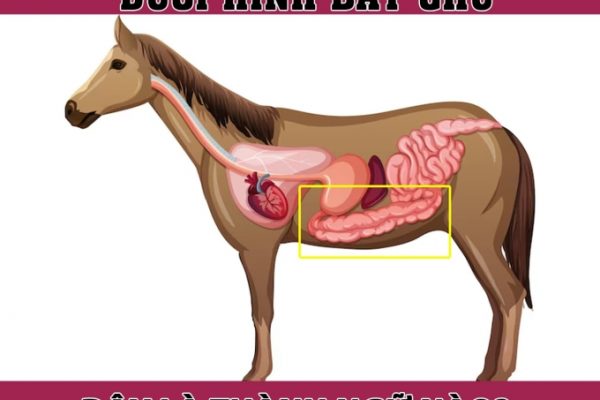 Thành ngữ Việt Nam nào liên quan đến đặc điểm con ngựa?