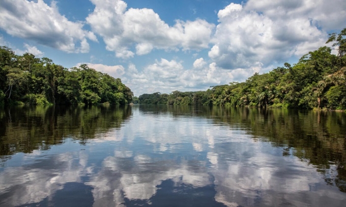 Rừng mưa lưu vực Congo chỉ xếp sau rừng mưa Amazon về diện tích. Ảnh: WWF