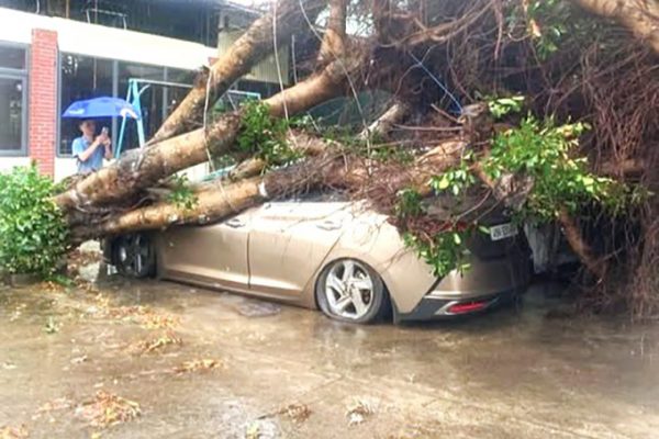 Lâm Đồng: Mưa lớn quật ngã cây xanh, đè bẹp ôtô