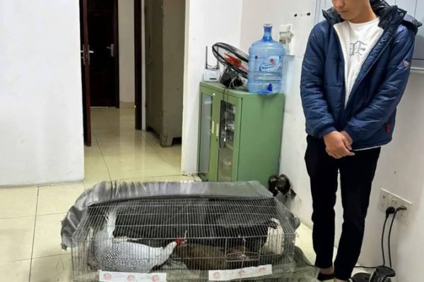 Bán gà lôi trắng: VKS kháng nghị bản án 6 năm tù