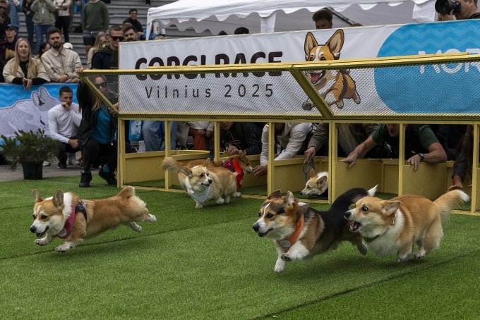 Chó corgi tham gia thi chạy nước rút ở Vilnius, thủ đô Litva. Ảnh: AP