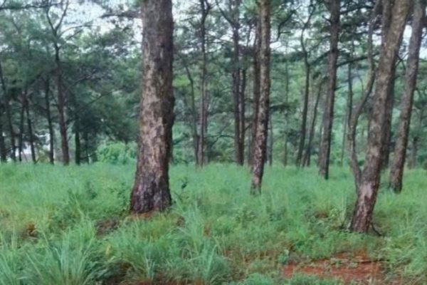 Phát hiện bộ xương người trên đồi thông khi đi dã ngoại