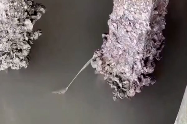Cá Cung Thủ: Bắn Nước Điêu Luyện, Săn Mồi Trên Không