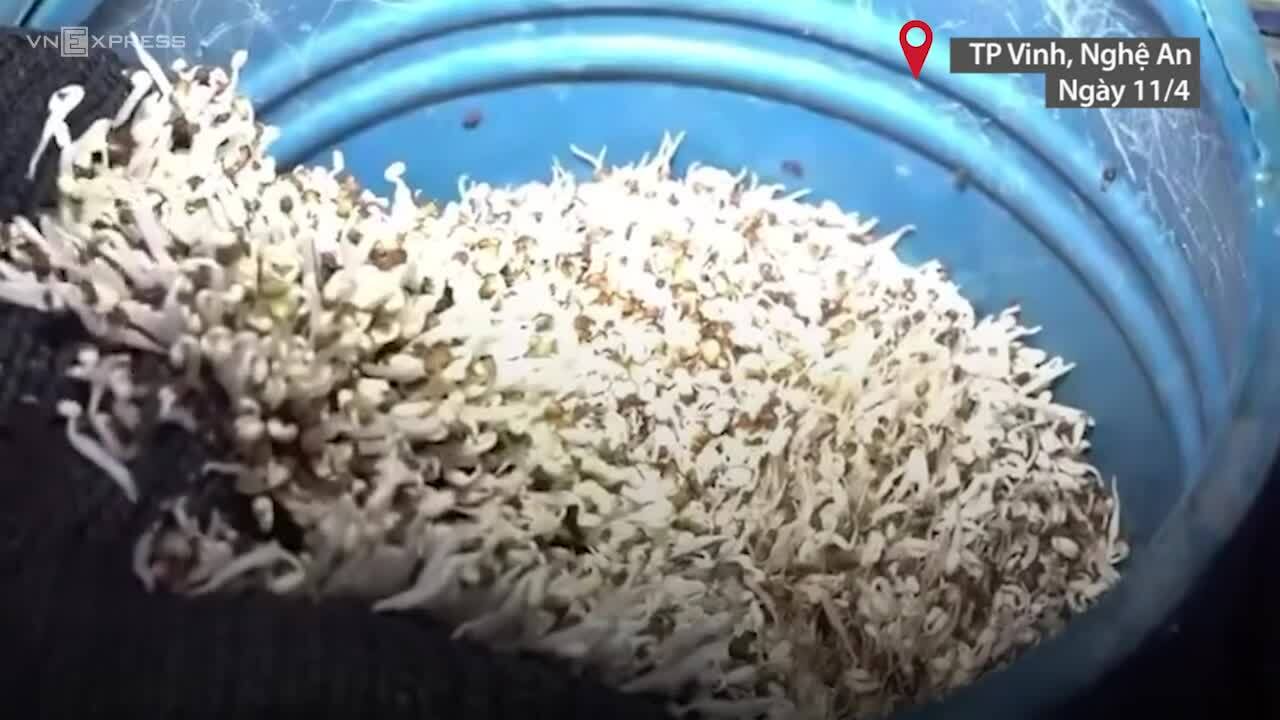 Lĩnh 2 năm tù vì làm giá đỗ ngâm hóa chất