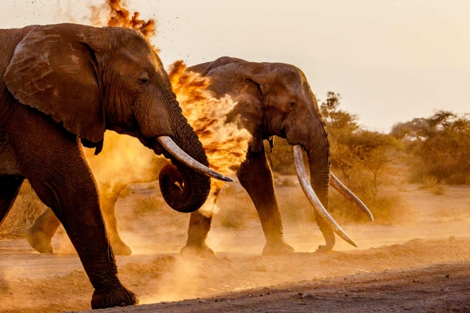 Những con voi siêu ngà ở Công viên Quốc gia Amboseli, Kenya. Ảnh: Klein & Hubert