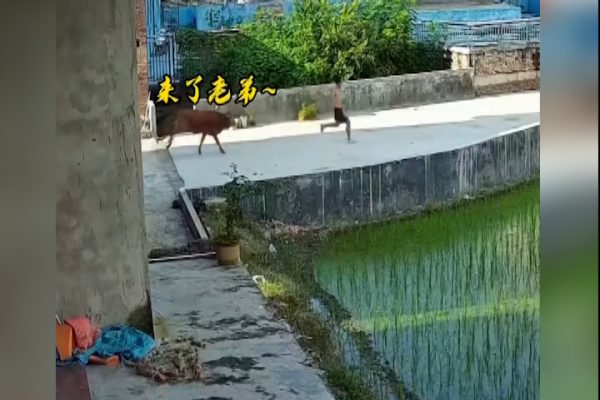 Thanh niên “chạy thục mạng” vì bị bò đuổi: Cảnh báo nguy hiểm!