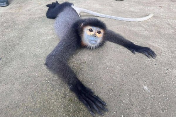 Giải cứu voọc chà vá chân đen quý hiếm tại Lâm Đồng