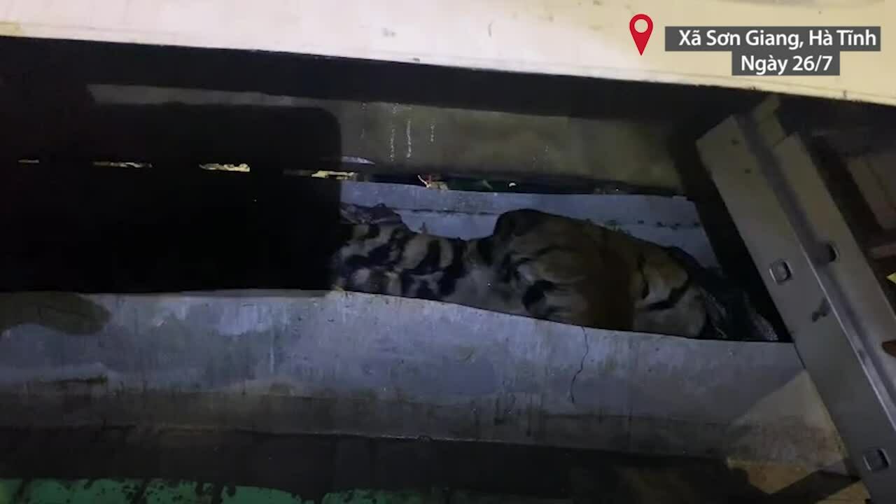 Xác hổ 200 kg trong khoang bí mật trên xe khách